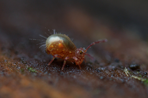 Calvatomina superba