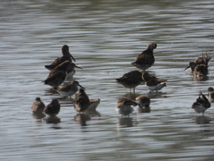 Calidris alpina