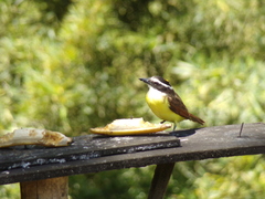 Pitangus sulphuratus