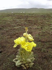 Meconopsis integrifolia