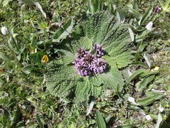 Phlomoides rotata