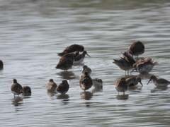 Calidris alpina
