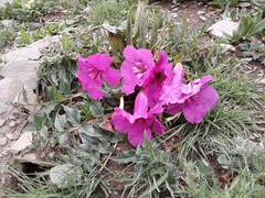 Incarvillea