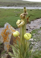 Meconopsis integrifolia