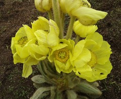 Meconopsis integrifolia