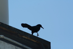 Quiscalus mexicanus