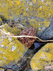 Laminariaceae