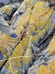 Laminariaceae