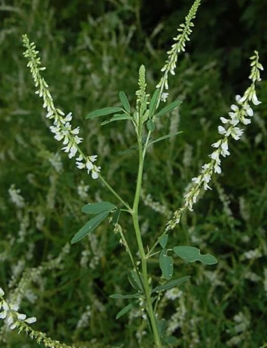 White Sweetclover