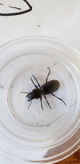 Mecodema sculpturatum
