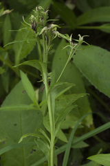 Saussurea acuminata sachalinensis