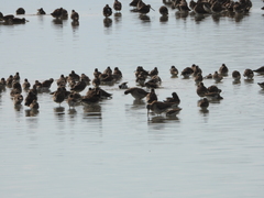 Calidris alpina