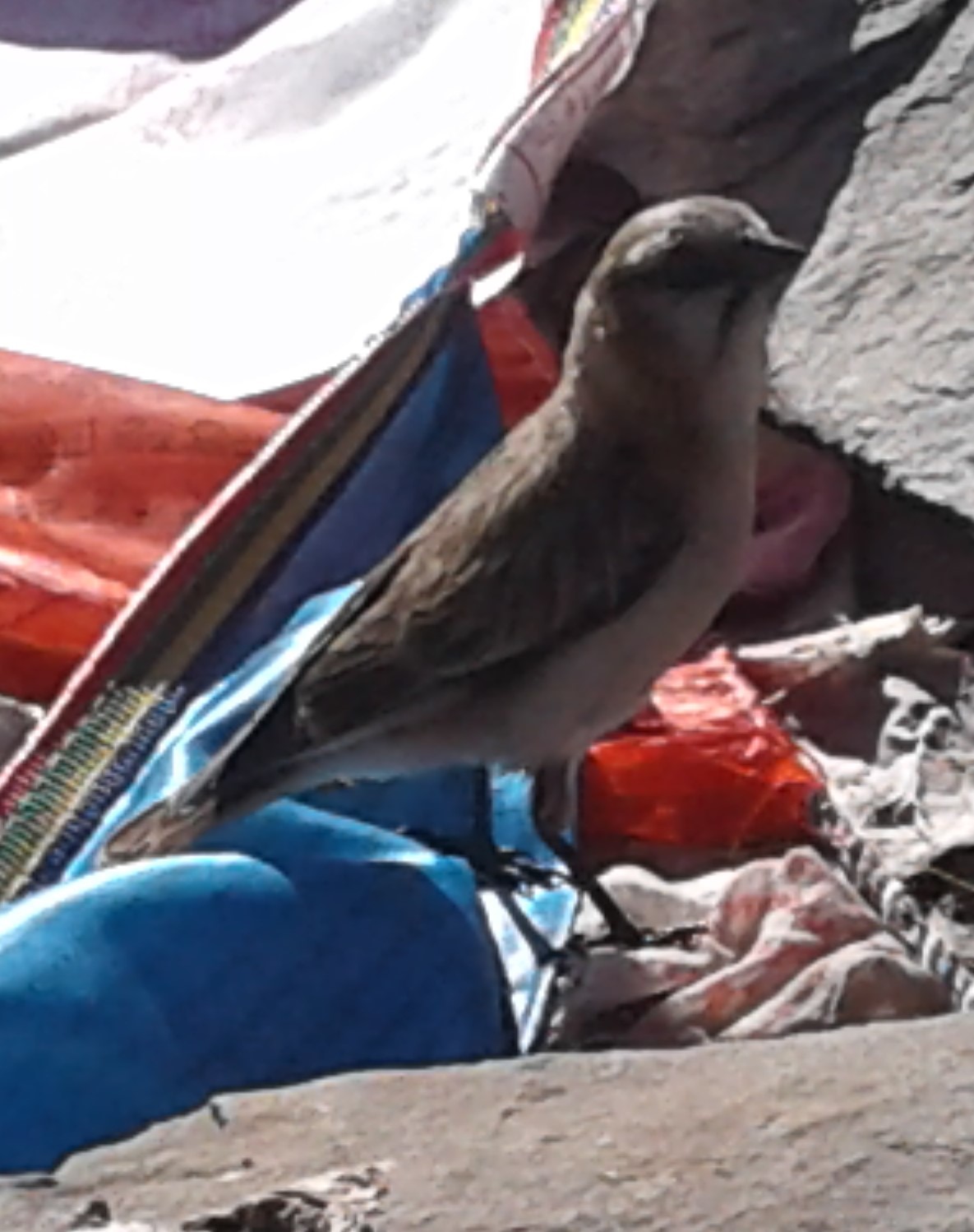 Rufous-necked Snowfinch