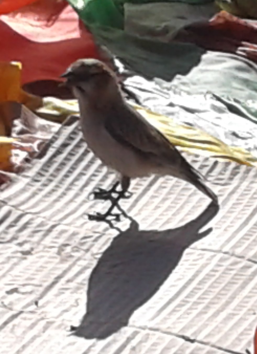 Rufous-necked Snowfinch