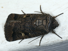 Proteuxoa bistrigula