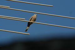 Columbina inca