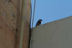 Passer domesticus