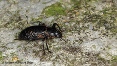 Derosphaerus sinensis
