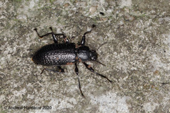 Derosphaerus sinensis