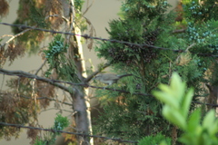 Thryomanes bewickii