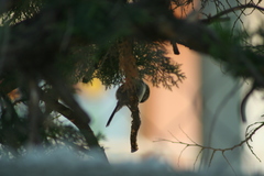 Thryomanes bewickii