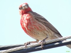 Haemorhous mexicanus