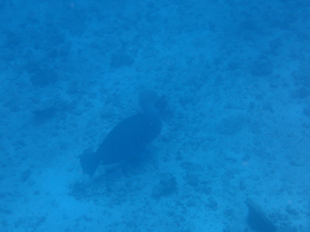 Bumphead parrotfish