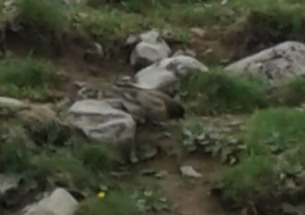 Brandt's Mountain Finch