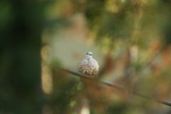Columbina inca