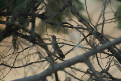 Cynanthus latirostris