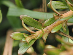 Coprosma × kirkii, photograph (c) Emily Roberts, some rights reserved (CC BY)