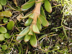 Coprosma × kirkii, photograph (c) Emily Roberts, some rights reserved (CC BY)