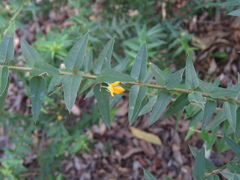 Podolobium aciculiferum