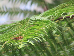 Heteronympha banksii