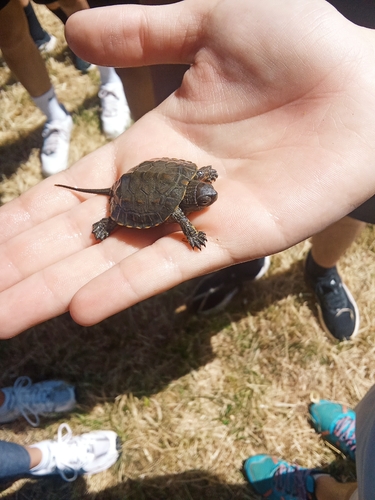 Mediterranean Turtle