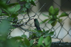 Cynanthus latirostris