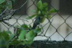 Cynanthus latirostris