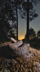 Crotalus transversus
