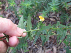 Podolobium aciculiferum