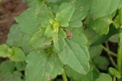 Scutellaria humilis