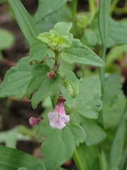 Scutellaria humilis