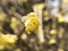 Corylopsis pauciflora