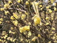 Corylopsis pauciflora