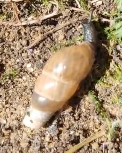 Rumina decollata
