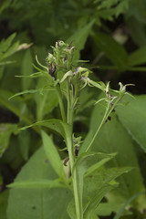 Saussurea acuminata sachalinensis