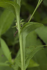 Saussurea acuminata sachalinensis