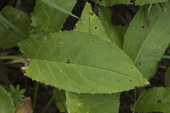 Saussurea acuminata sachalinensis