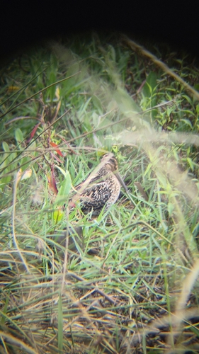 iNaturalist image