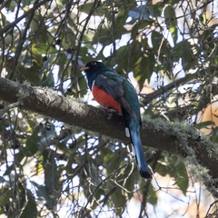 Trogon mexicanus