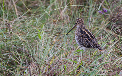 iNaturalist image